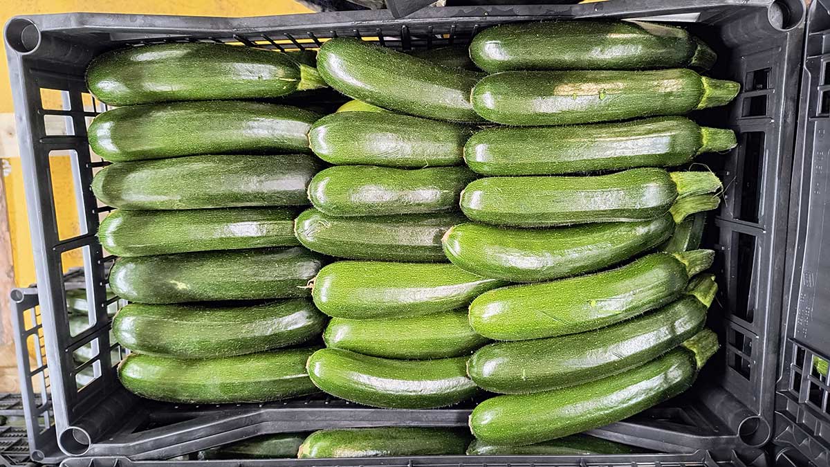 Zucchine - Sicilia - 1,80 euro al chilogrammo